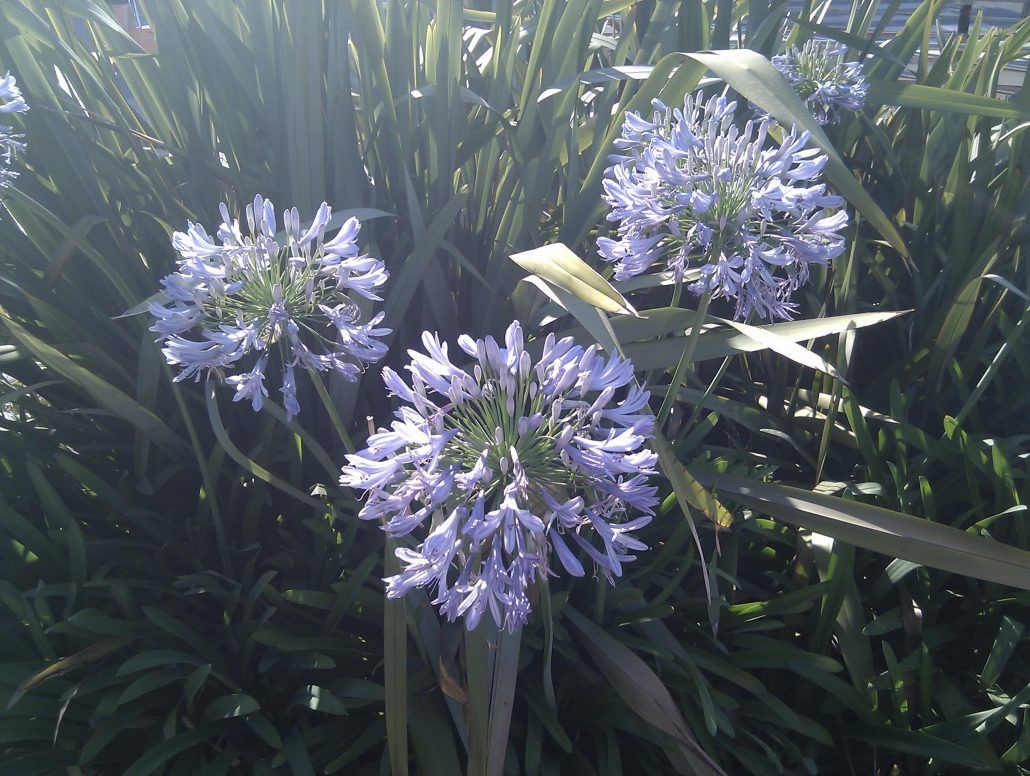 Foto de las flores (normal)