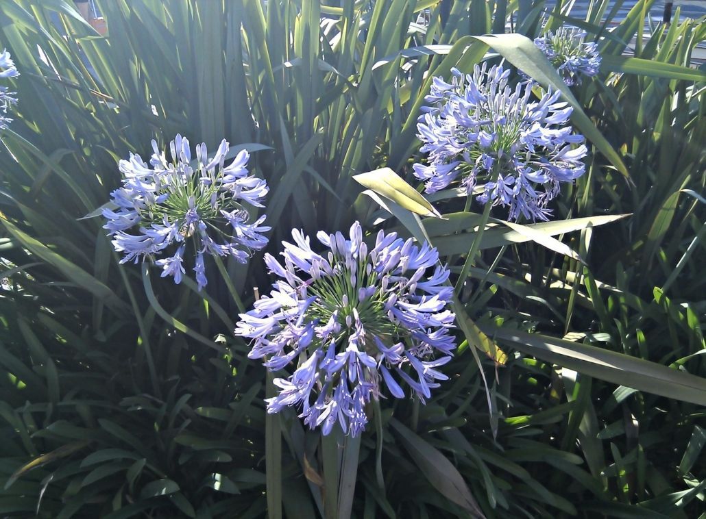 Foto de las flores (HDR)