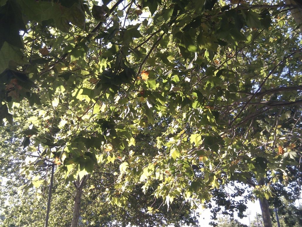 Foto de la copa del árbol (normal)