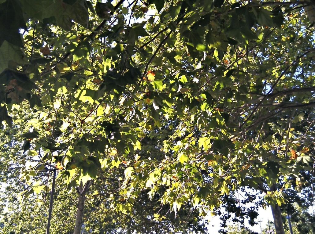 Foto de la copa del árbol (HDR)