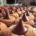 Cookies (Logan Ingalls)